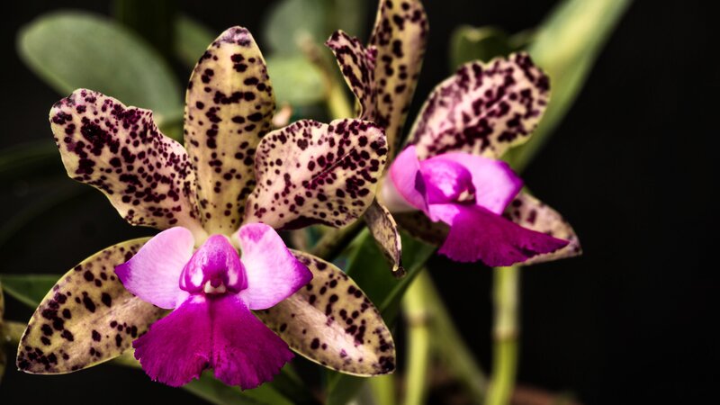 Spotted Orchid Flowers — Purple, Dramatic