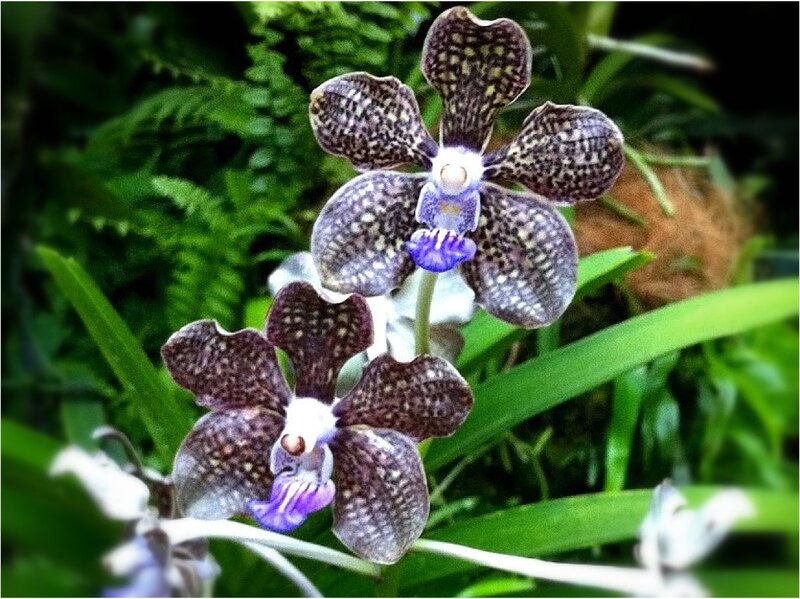 Spotted Orchid Flowers — Purple, Natural