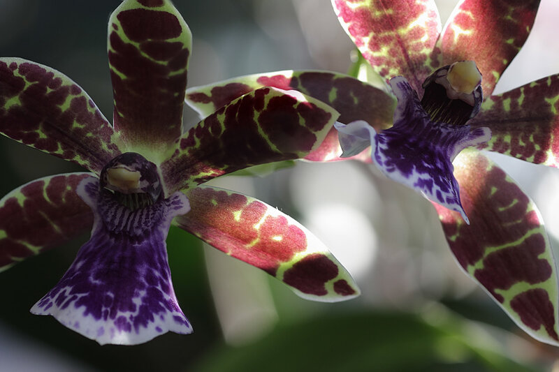 Spotted Orchid Flowers — Purple