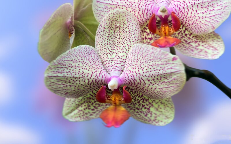 Spotted Orchid Flowers — White, Calm, Photograph