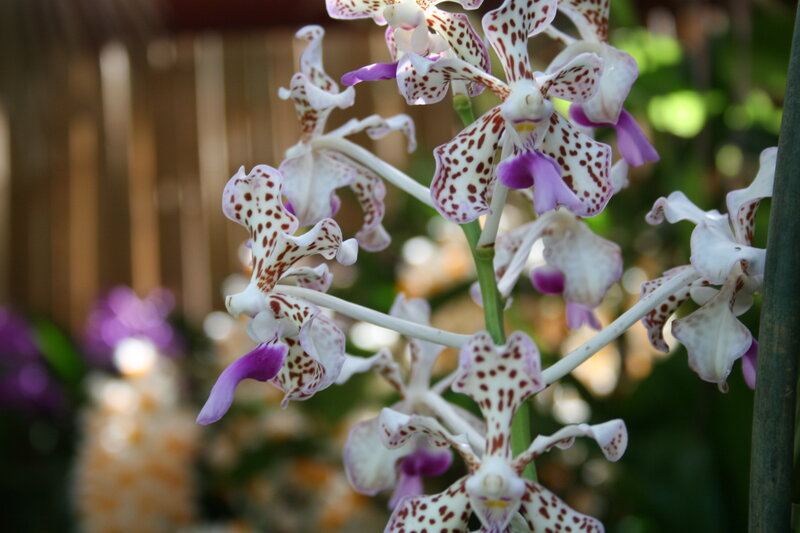 Spotted Orchid Flowers — White, Calm