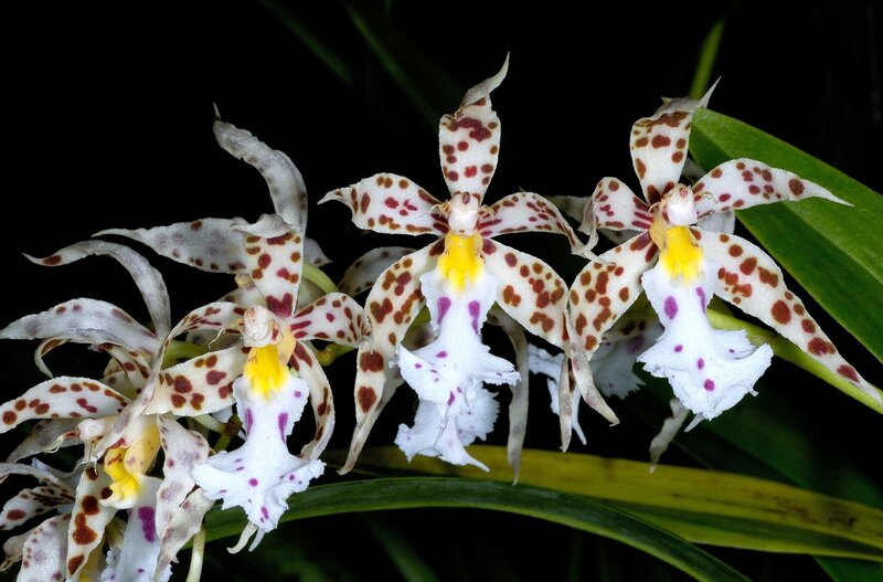 Spotted Orchid Flowers — White, Dramatic