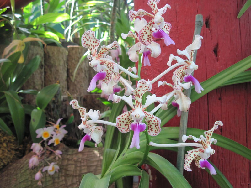 Spotted Orchid Flowers — White, Natural, Afternoon, Photograph