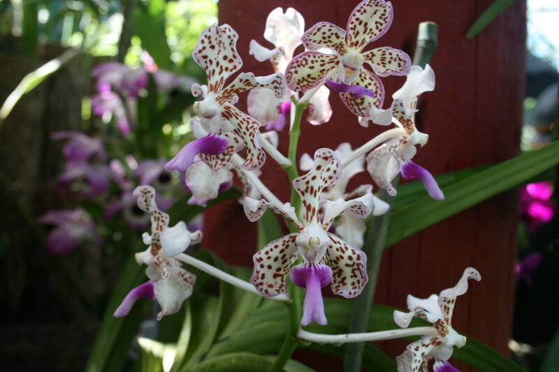 Spotted Orchid Flowers — White, Natural, Afternoon