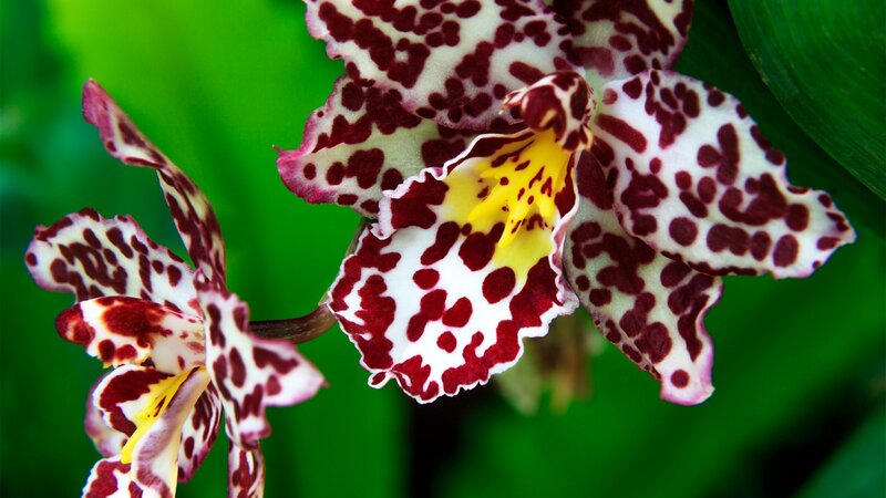 Spotted Orchid Flowers — White, Natural, Photograph, Green Leaves