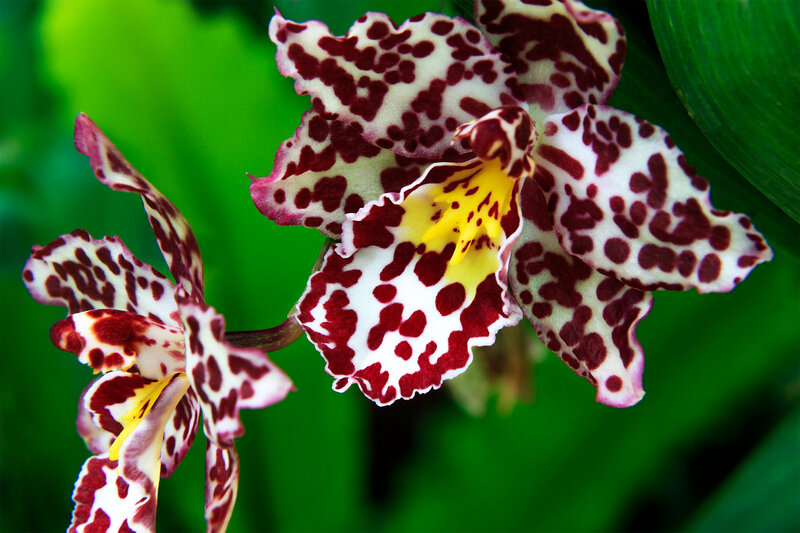Spotted Orchid Flowers — White, Natural, Photograph, Leaves