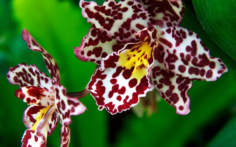 Spotted Orchid Flowers — White, Natural, Photograph