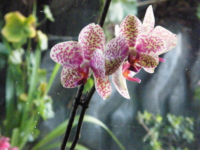 Spotted Orchid Flowers — White, Natural