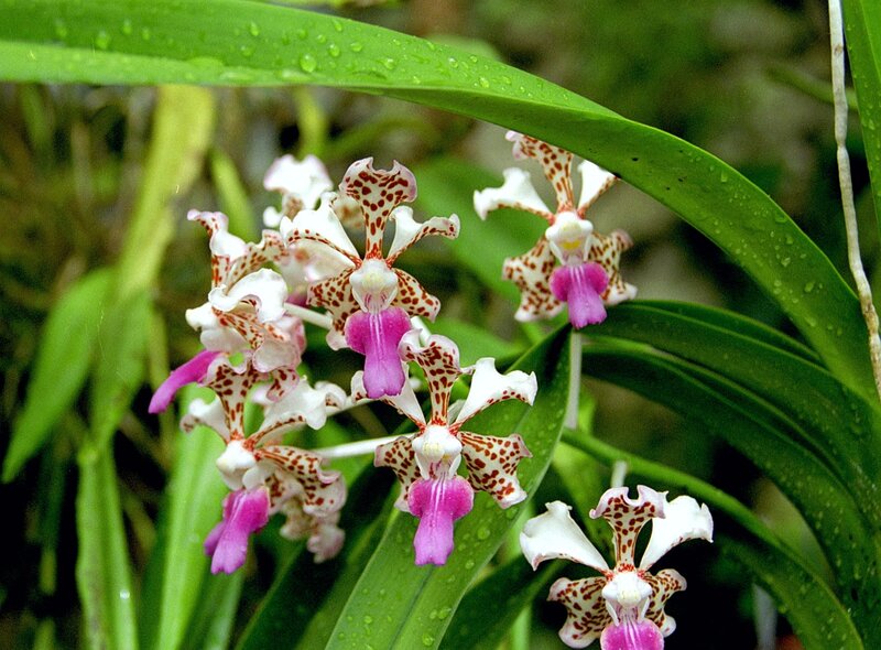 Spotted Orchid Flowers — White
