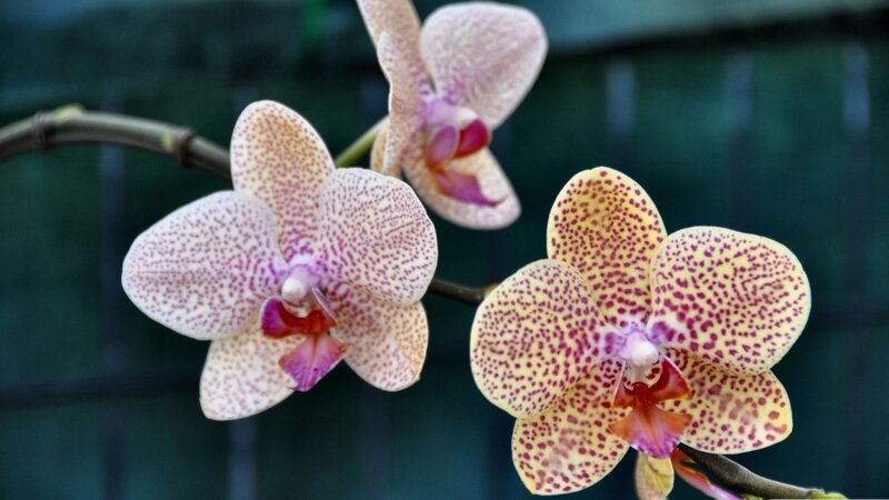 Spotted Orchid Flowers — Yellow, Calm