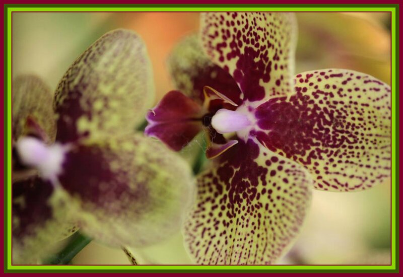 Spotted Orchid Flowers — Yellow
