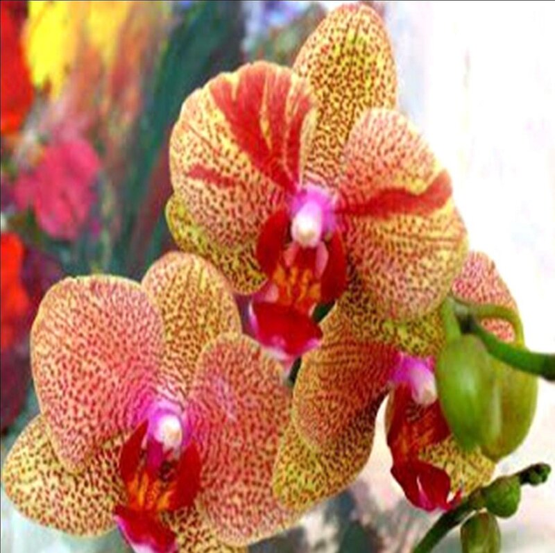 Spotted Orchid Flowers — Yellow, Vibrant