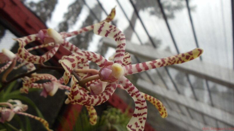 spotted orchid in greenhouse