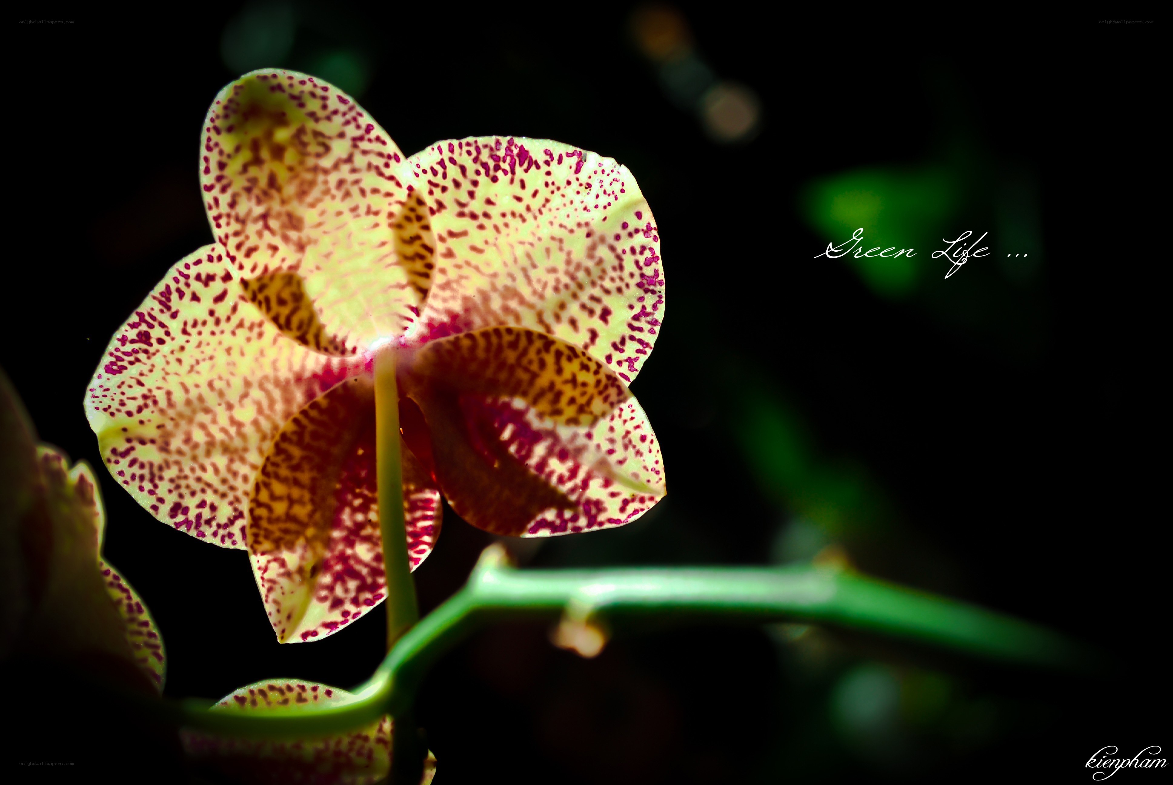 Spotted orchid in the dark