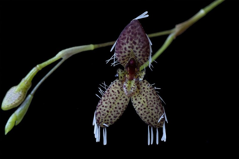 Spotted orchid with white fringes