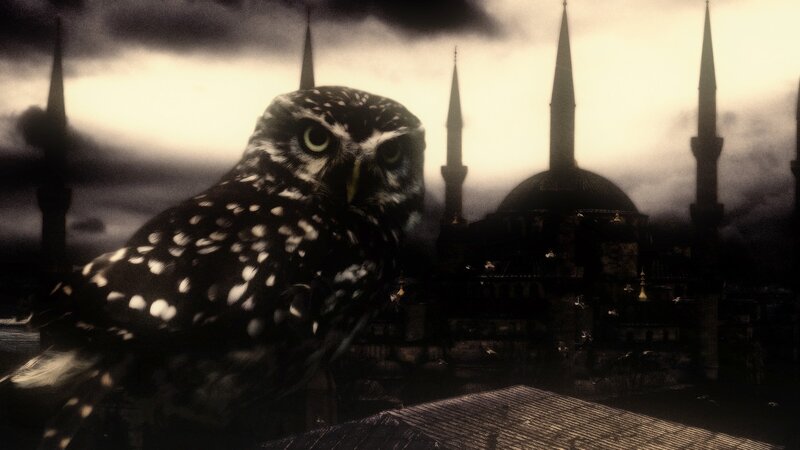 Spotted Owl in Foreground — Black
