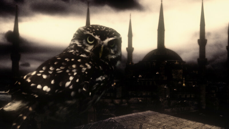 Spotted Owl in Foreground