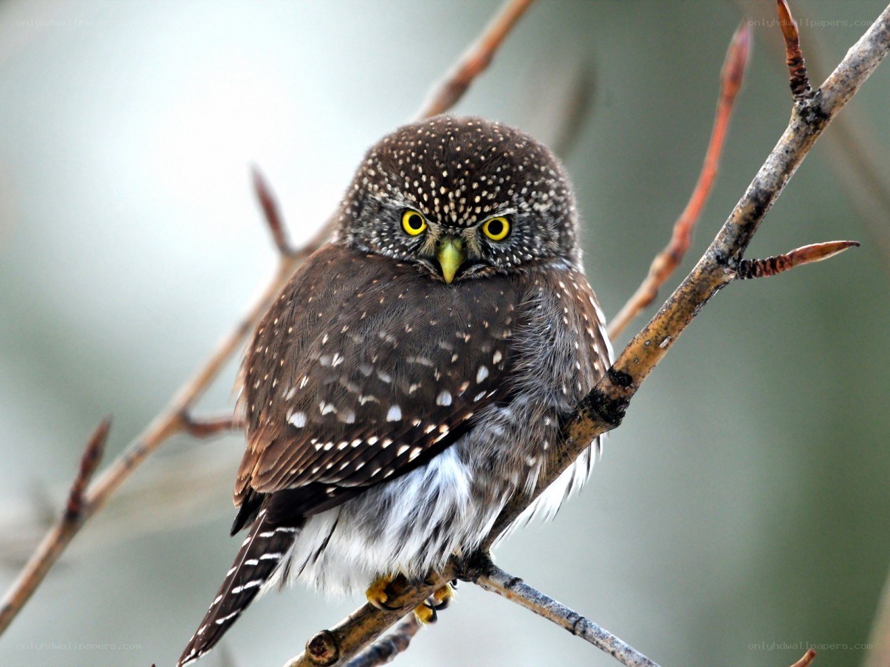spotted owl on a branch