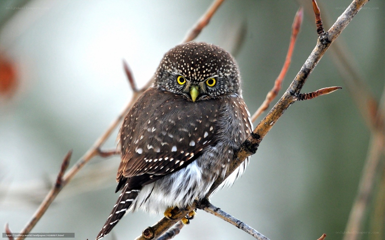 spotted owl on a branch
