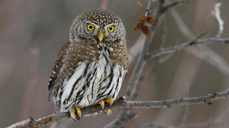 spotted owl on a branch