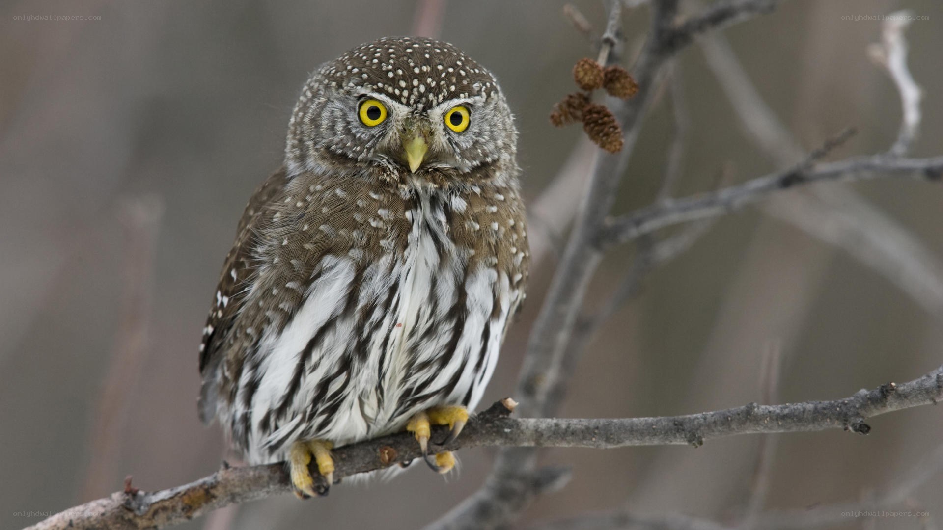 spotted owl on a branch