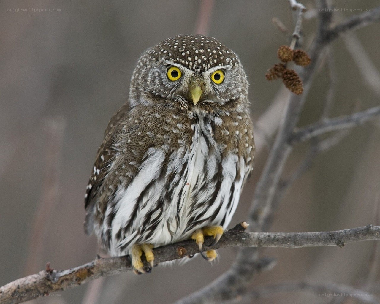 spotted owl on a branch