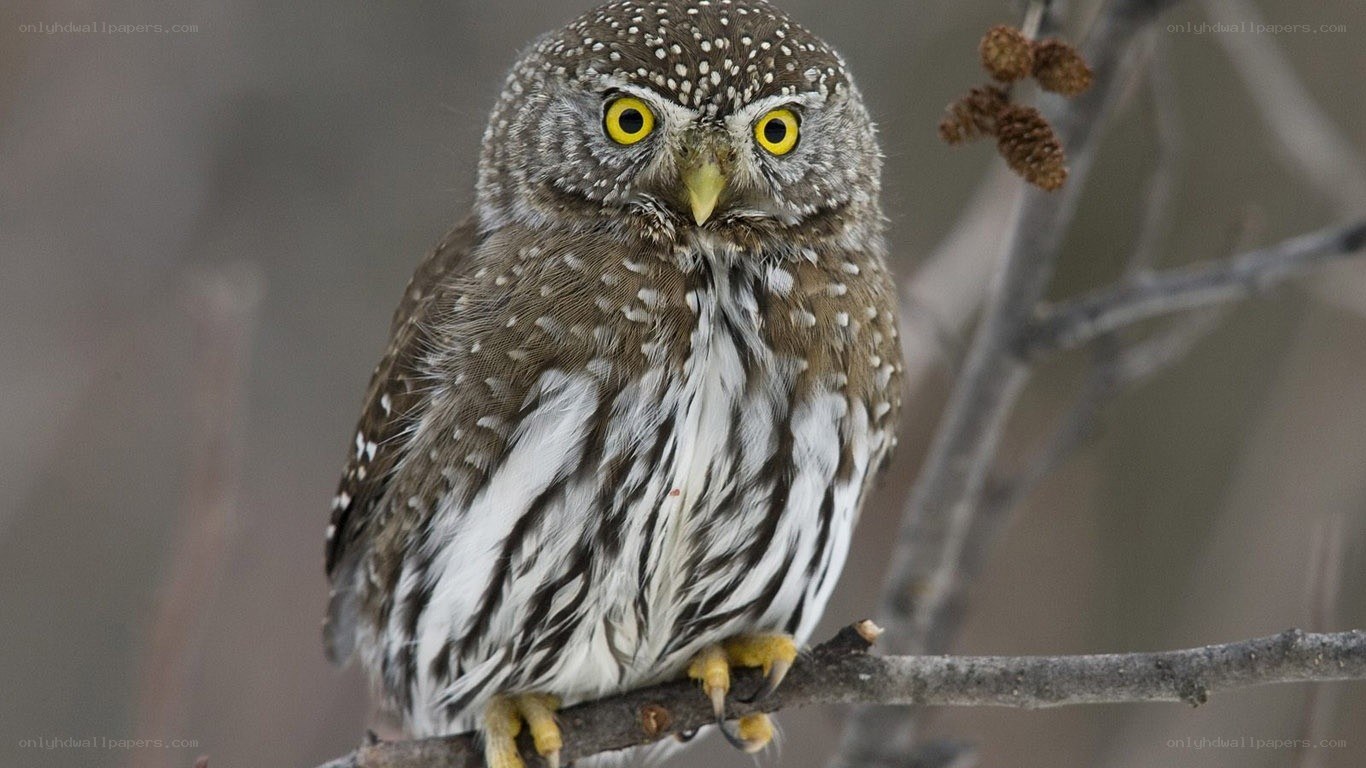 spotted owl on a branch