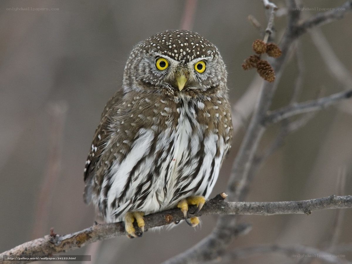 spotted owl on a branch