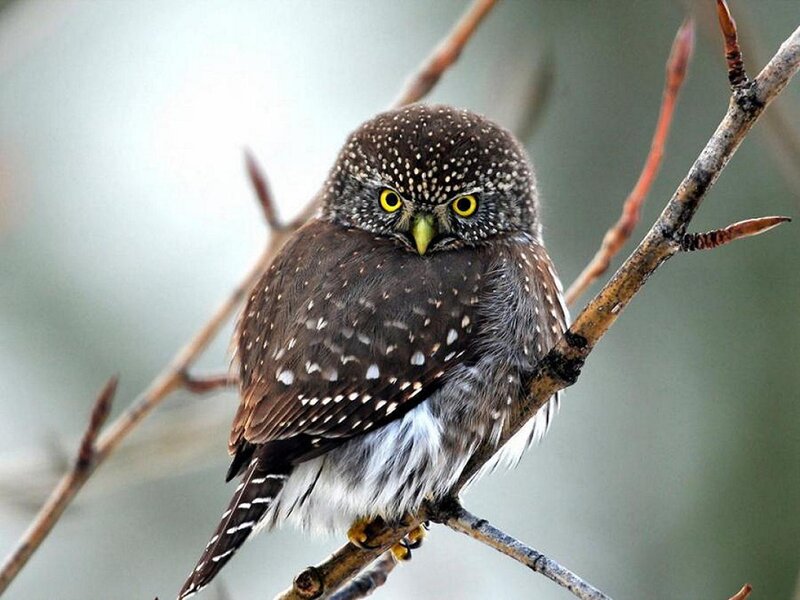 Spotted Owl on Branch — Brown, Alert, Photograph