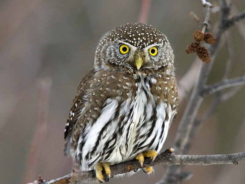Spotted Owl on Branch — Brown, Alert