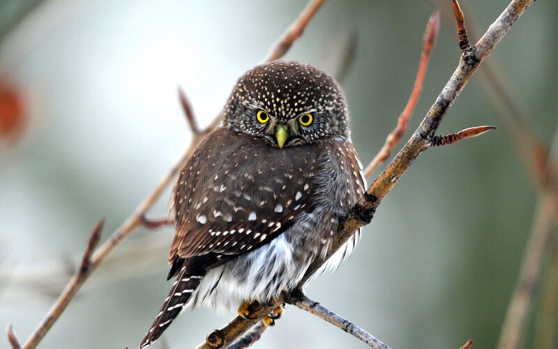 Spotted Owl on Branch — Brown, Alert, Winter, Photograph