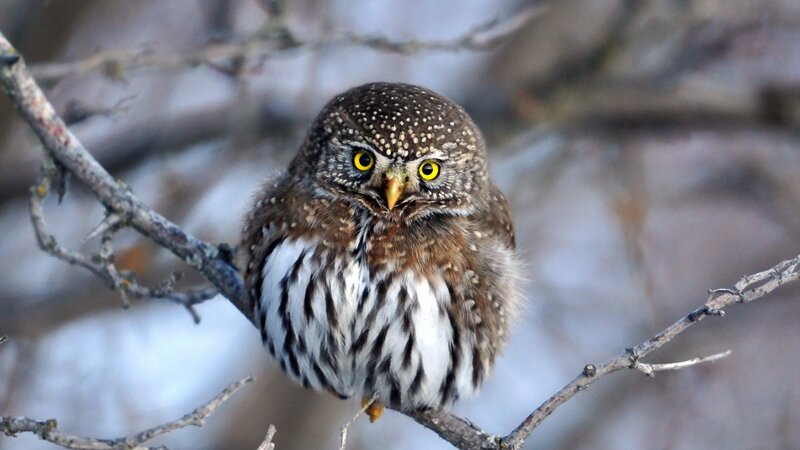 Spotted Owl on Branch — Brown, Alert, Winter
