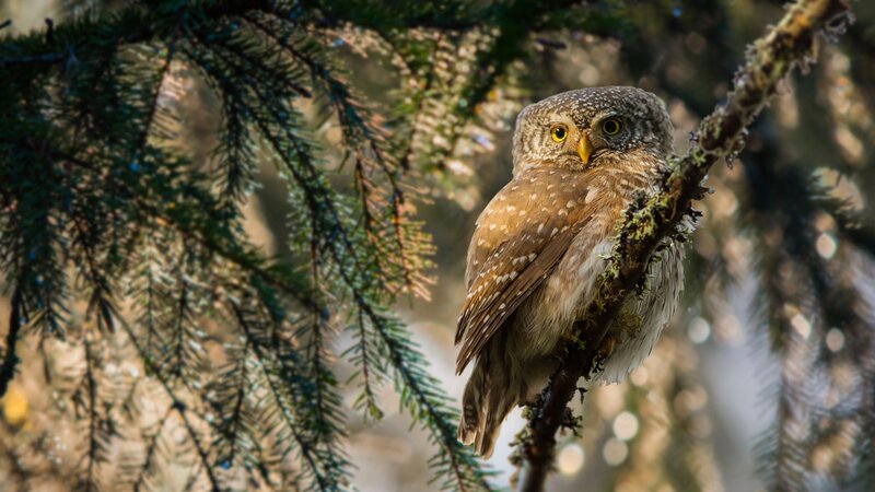 Spotted Owl on Branch — Brown, Calm, Morning, Photograph, Tree Branch