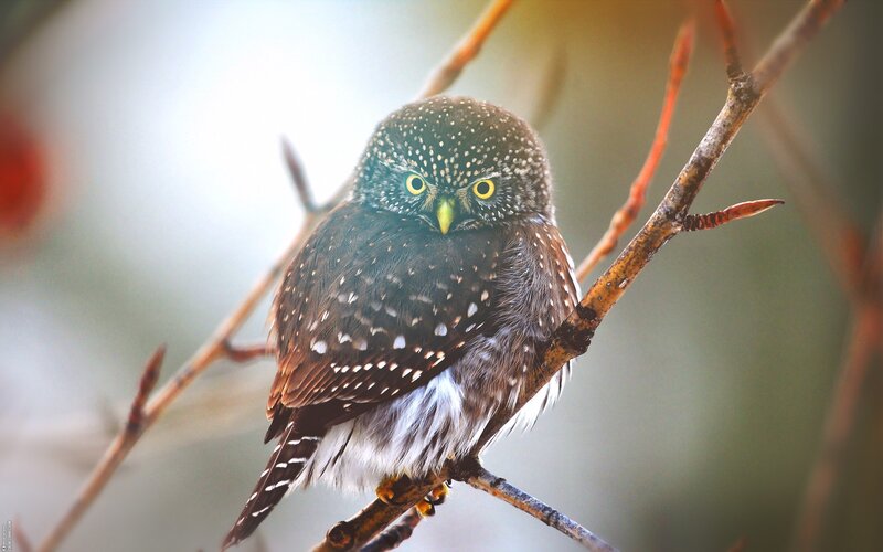 Spotted Owl on Branch — Brown, Calm, Morning