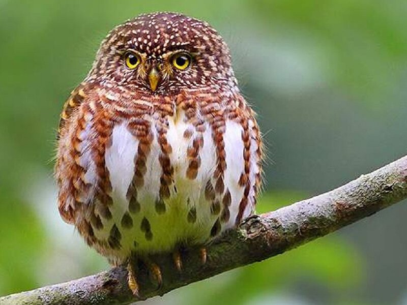 Spotted Owl on Branch — Brown, Calm, Photograph