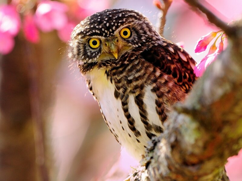 Spotted Owl on Branch — Brown, Calm, Spring, Photograph