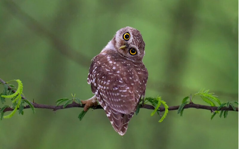 Spotted Owl on Branch — Brown, Curious