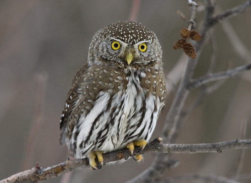 Spotted Owl on Branch
