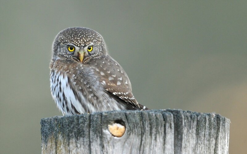 Spotted Owl on Post