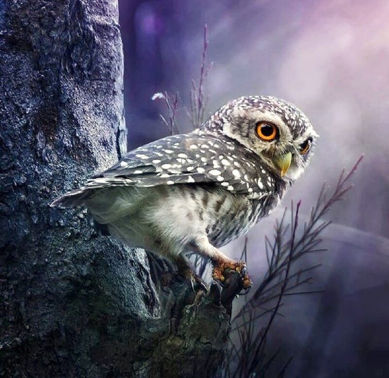 Spotted Owl on Tree — Gray