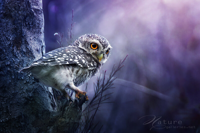 Spotted Owl on Tree