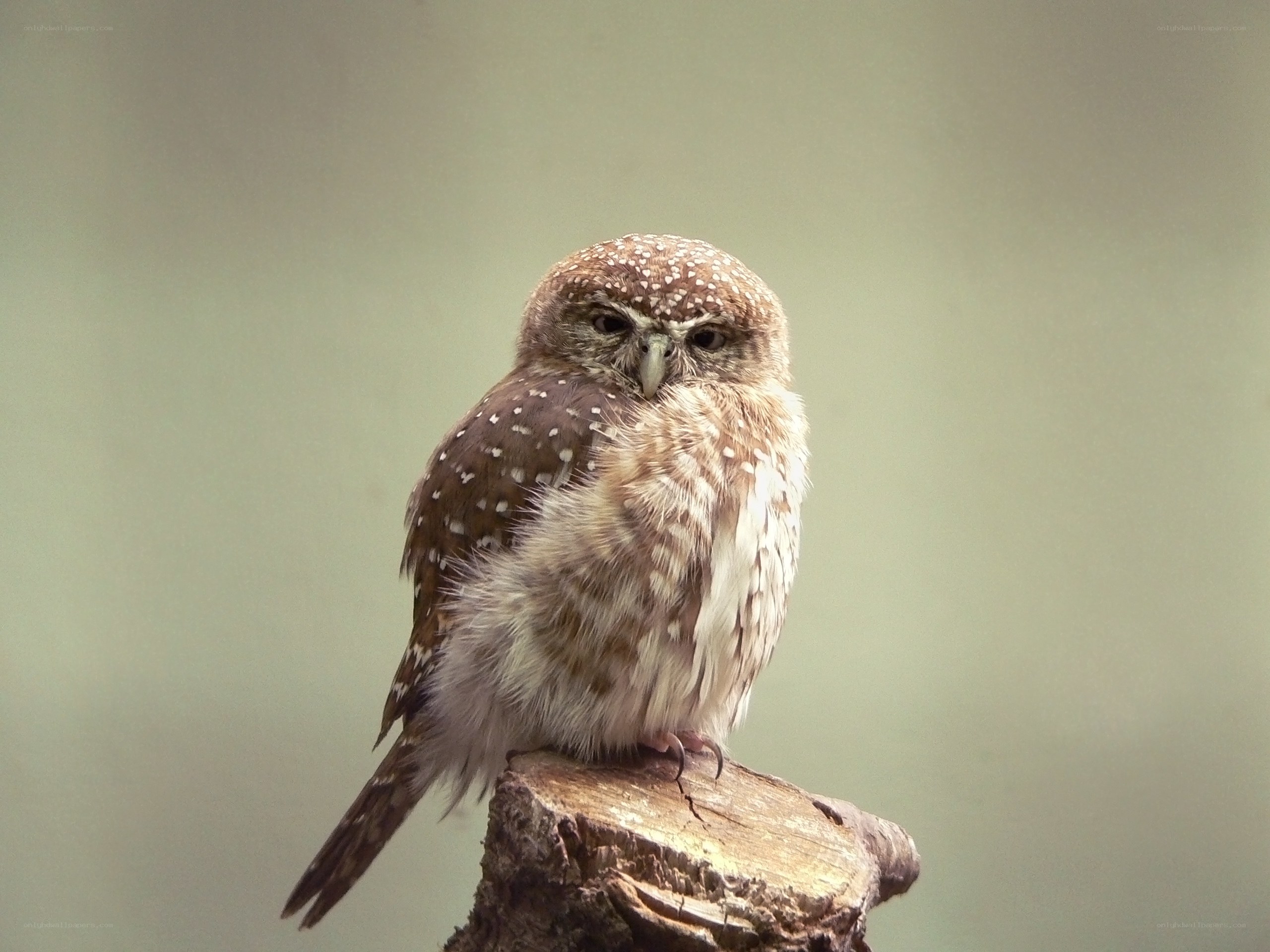 Spotted owl perched on a stump
