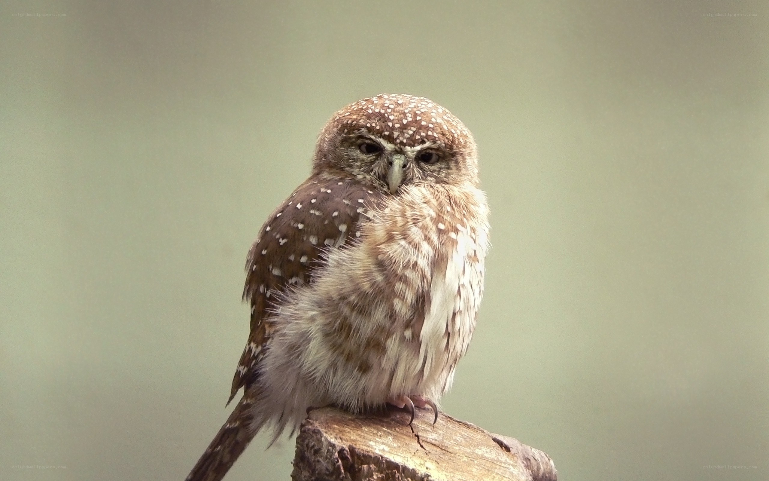 spotted owl perched on a stump