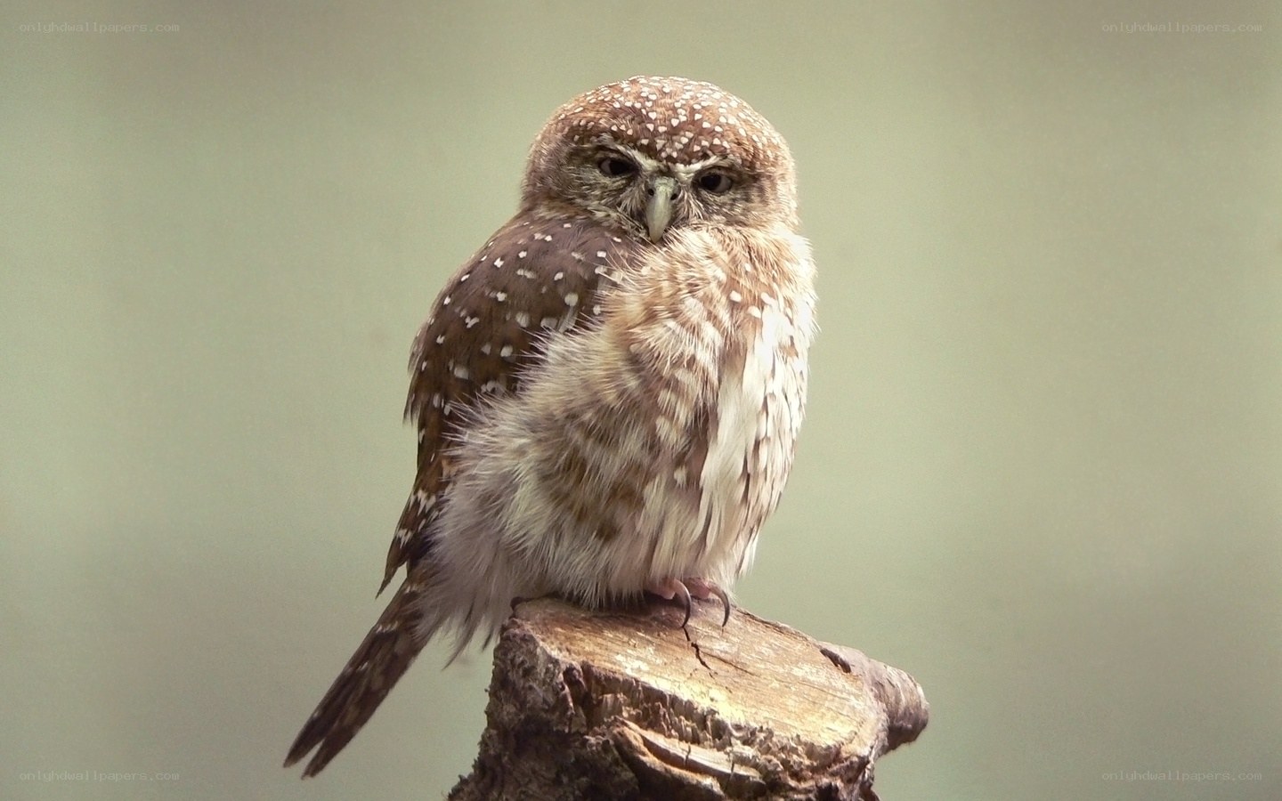 spotted owl perched on a stump