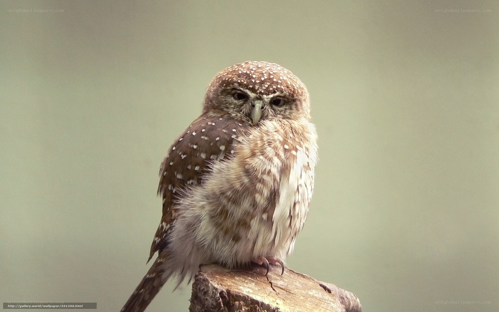 Spotted owl perched on a stump