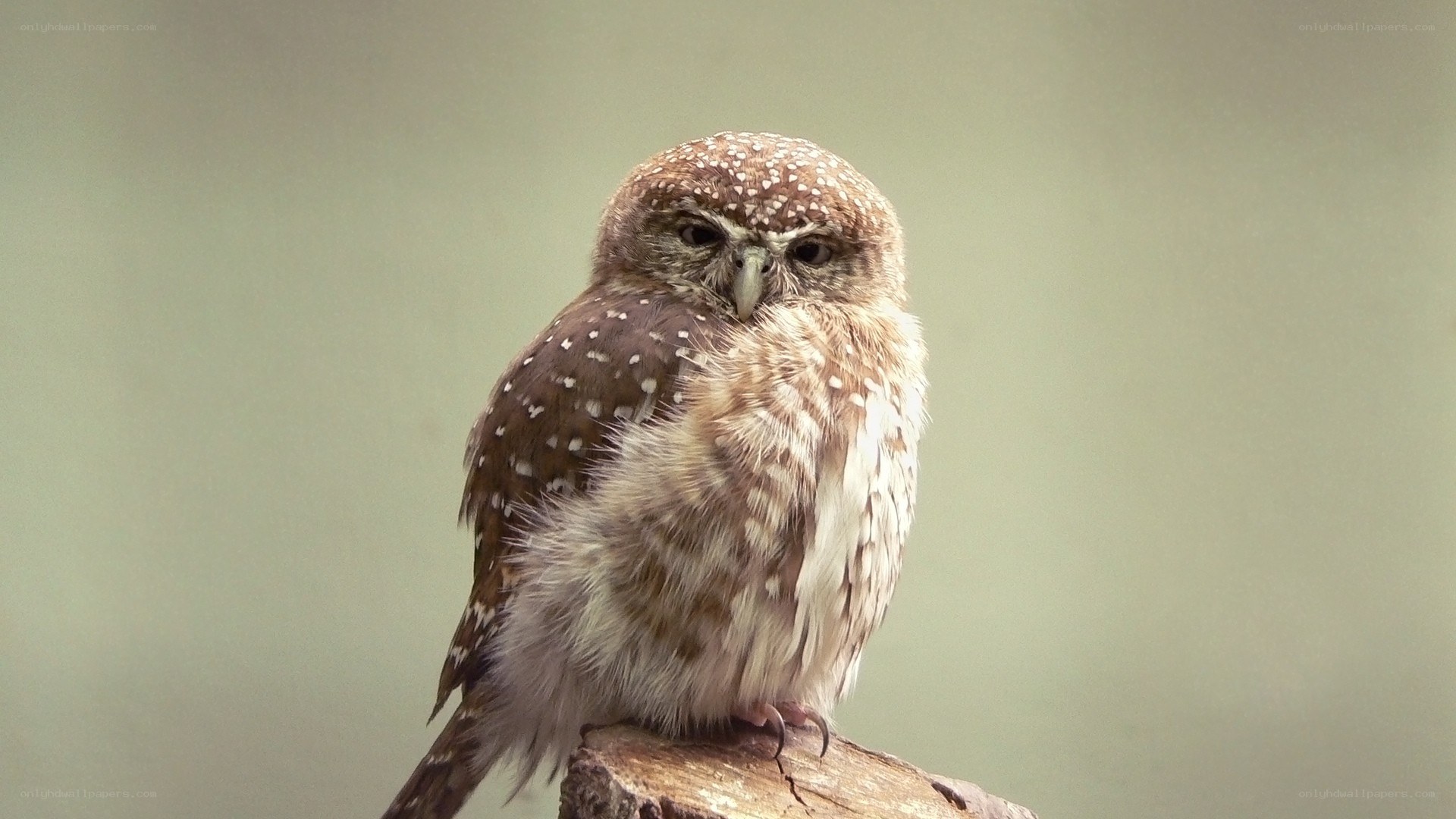 spotted owl perched on branch