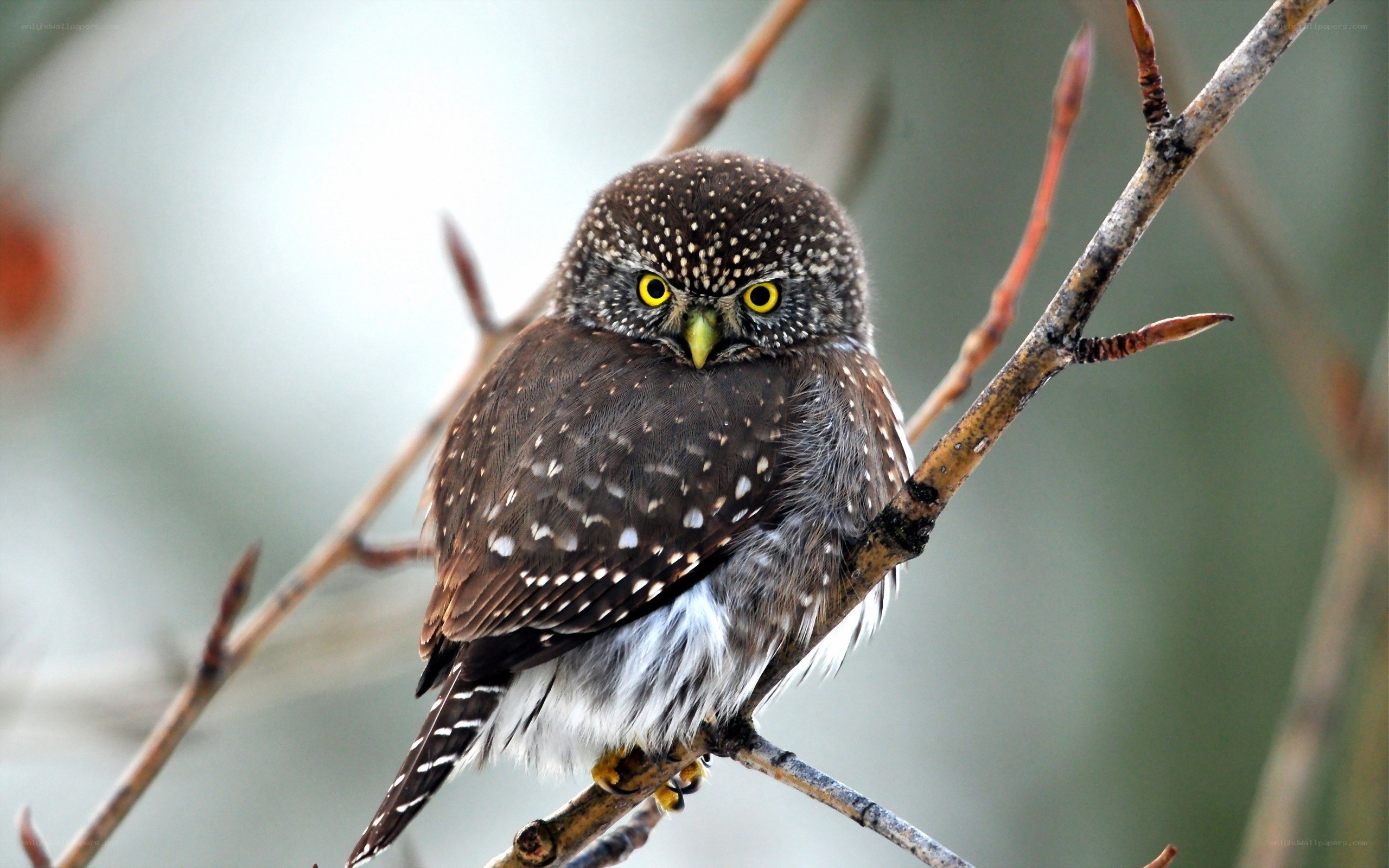 Spotted owl perched on branch
