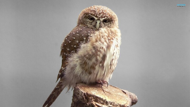spotted owl perched on wood