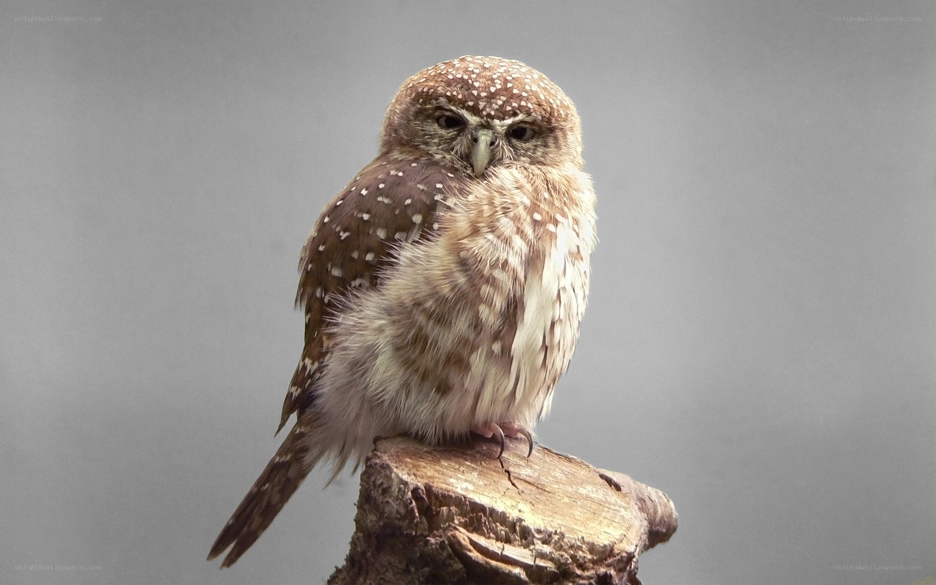 spotted owl perched on wood