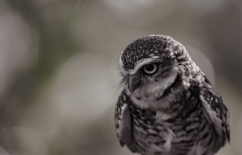 Spotted Owl